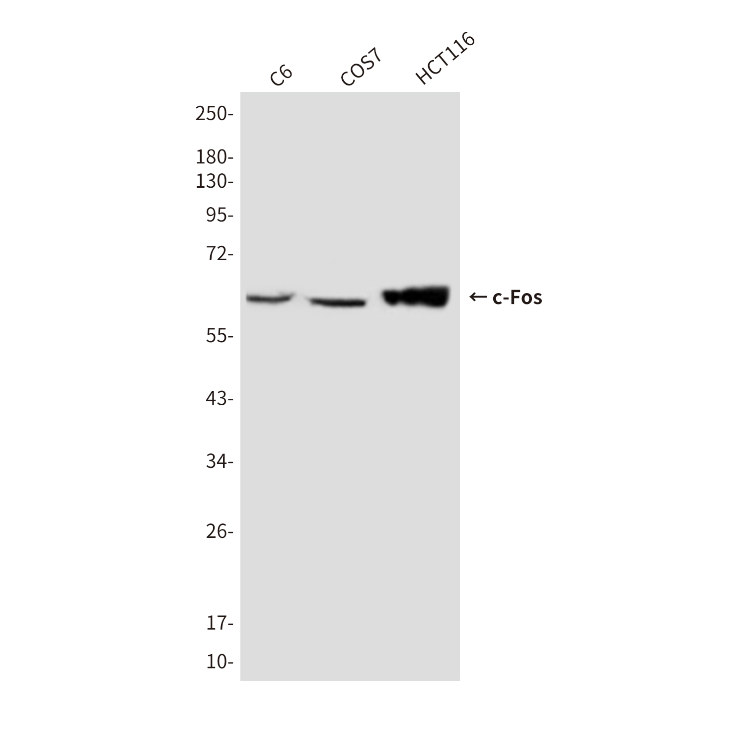 Anti-c-Fos Mouse mAb [81K26L61]