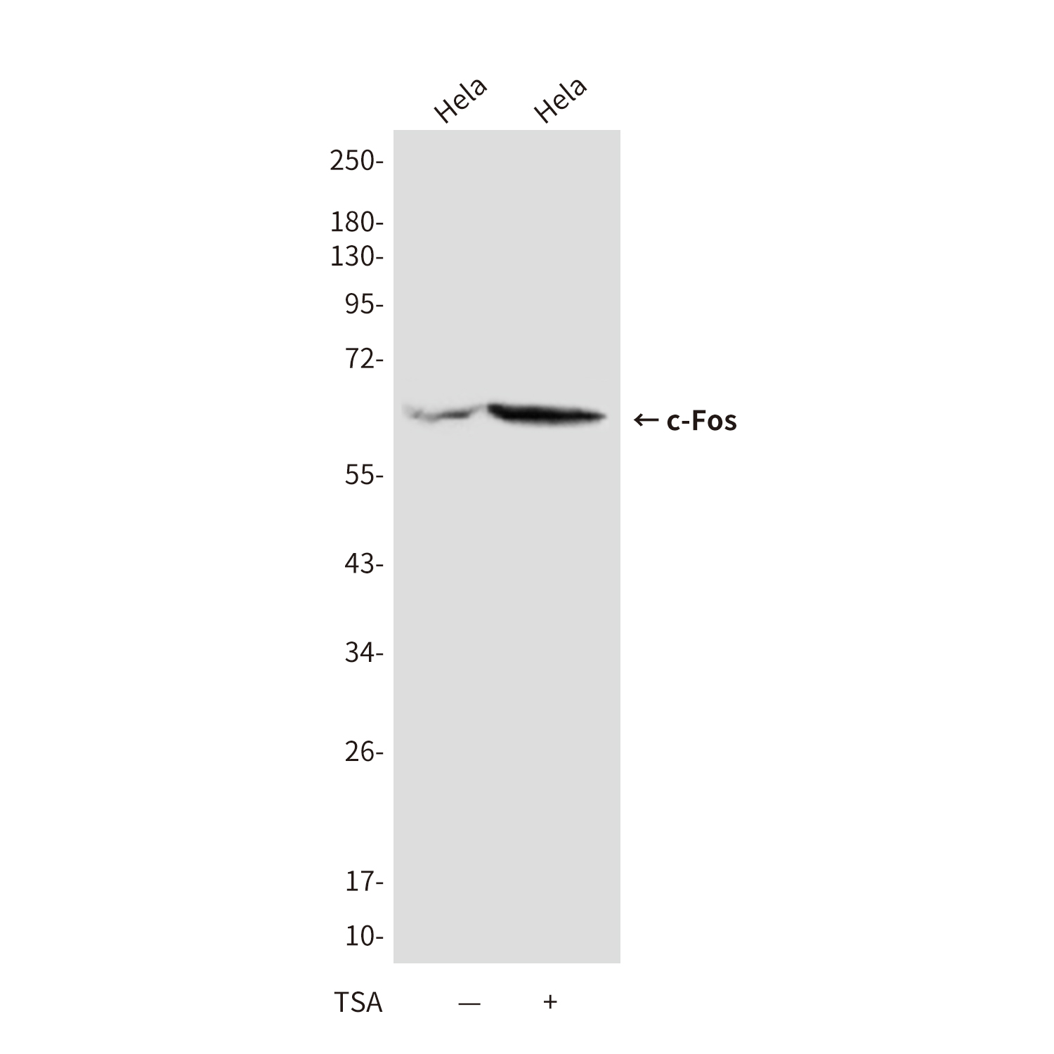 Anti-c-Fos Mouse mAb [81K26L61]