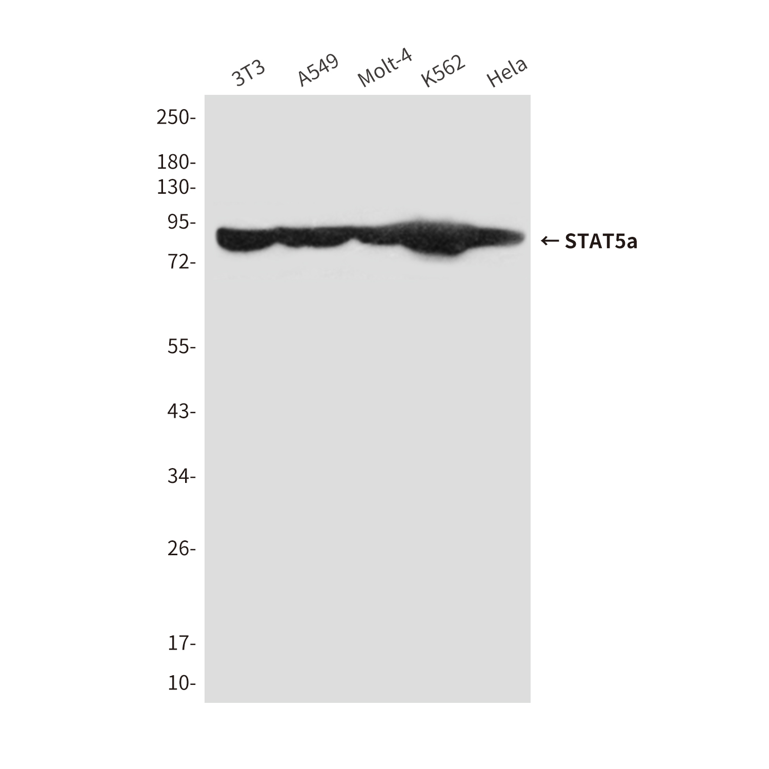 Anti-STAT5a Mouse mAb [82L06L15]
