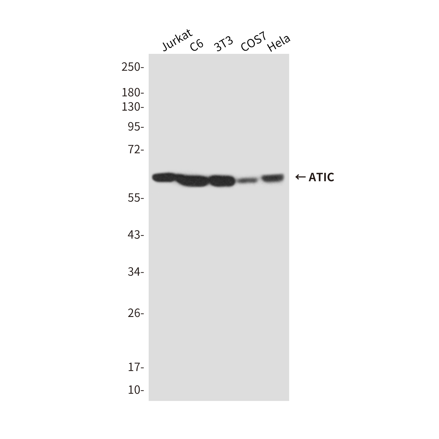 Anti-ATIC Mouse mAb [49K99M93]