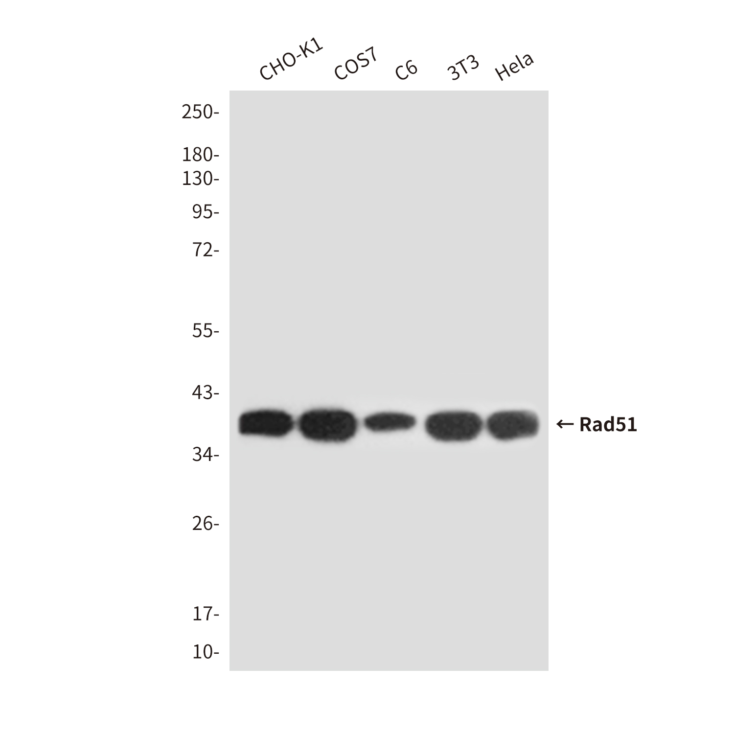 Anti-Rad51 Mouse mAb [13M43L90]