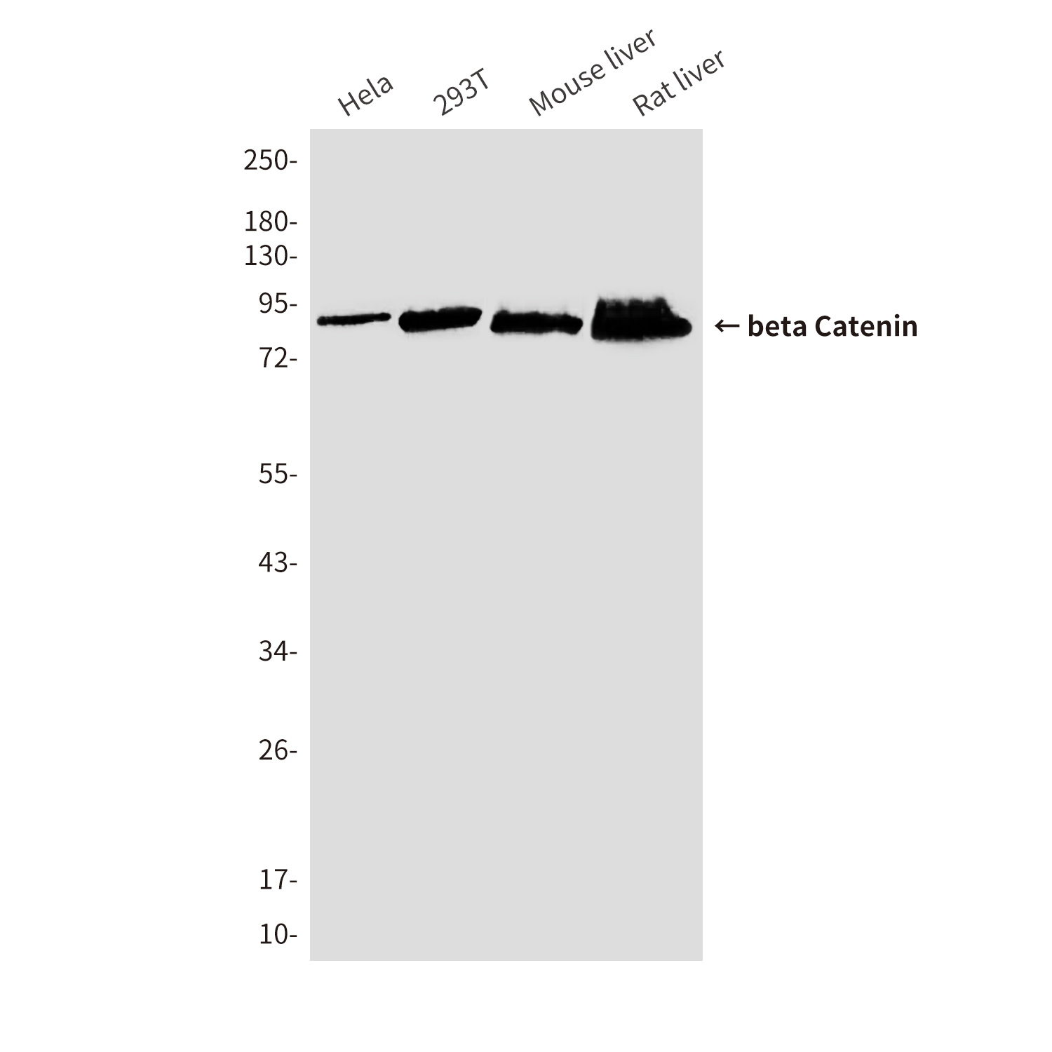 Anti-beta Catenin Mouse mAb [98L81L18]