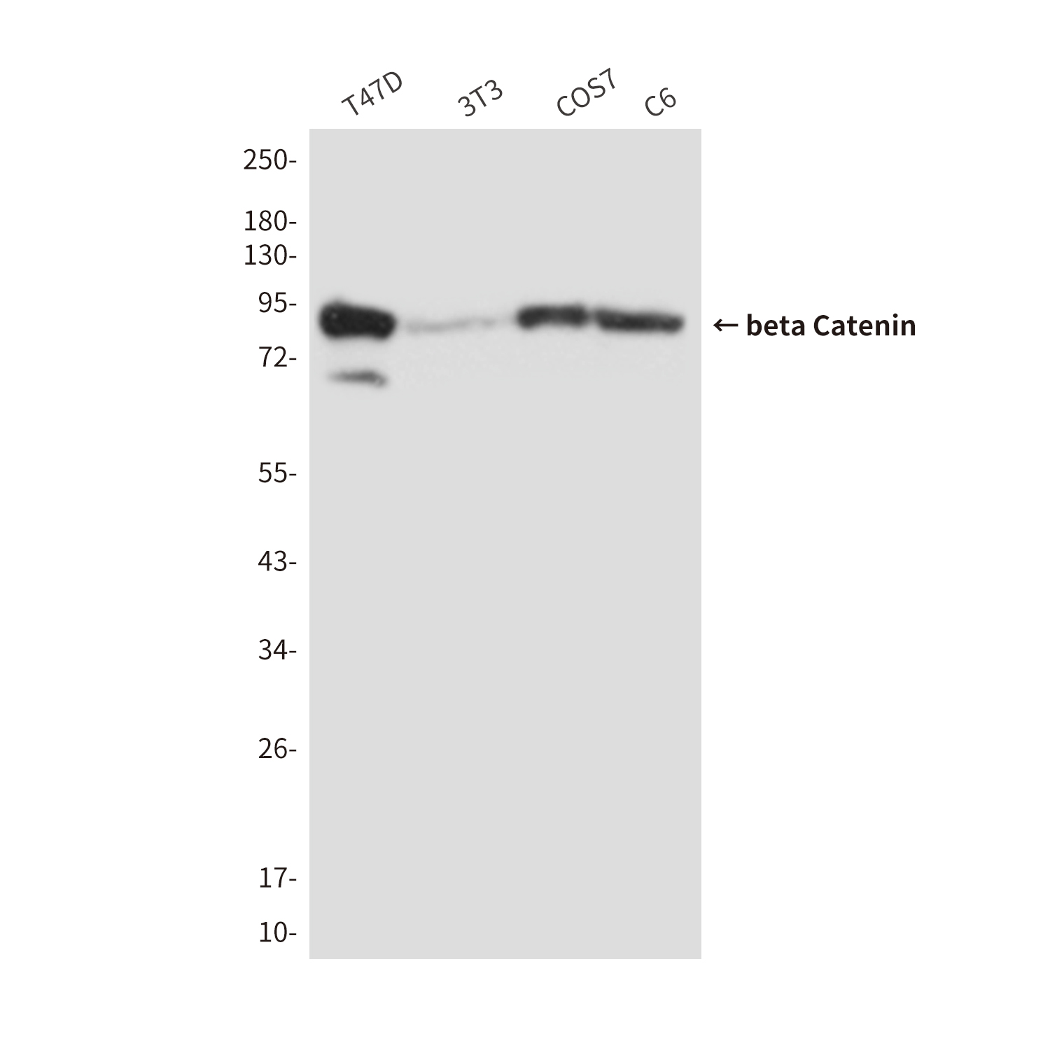 Anti-beta Catenin Mouse mAb [98L81L18]