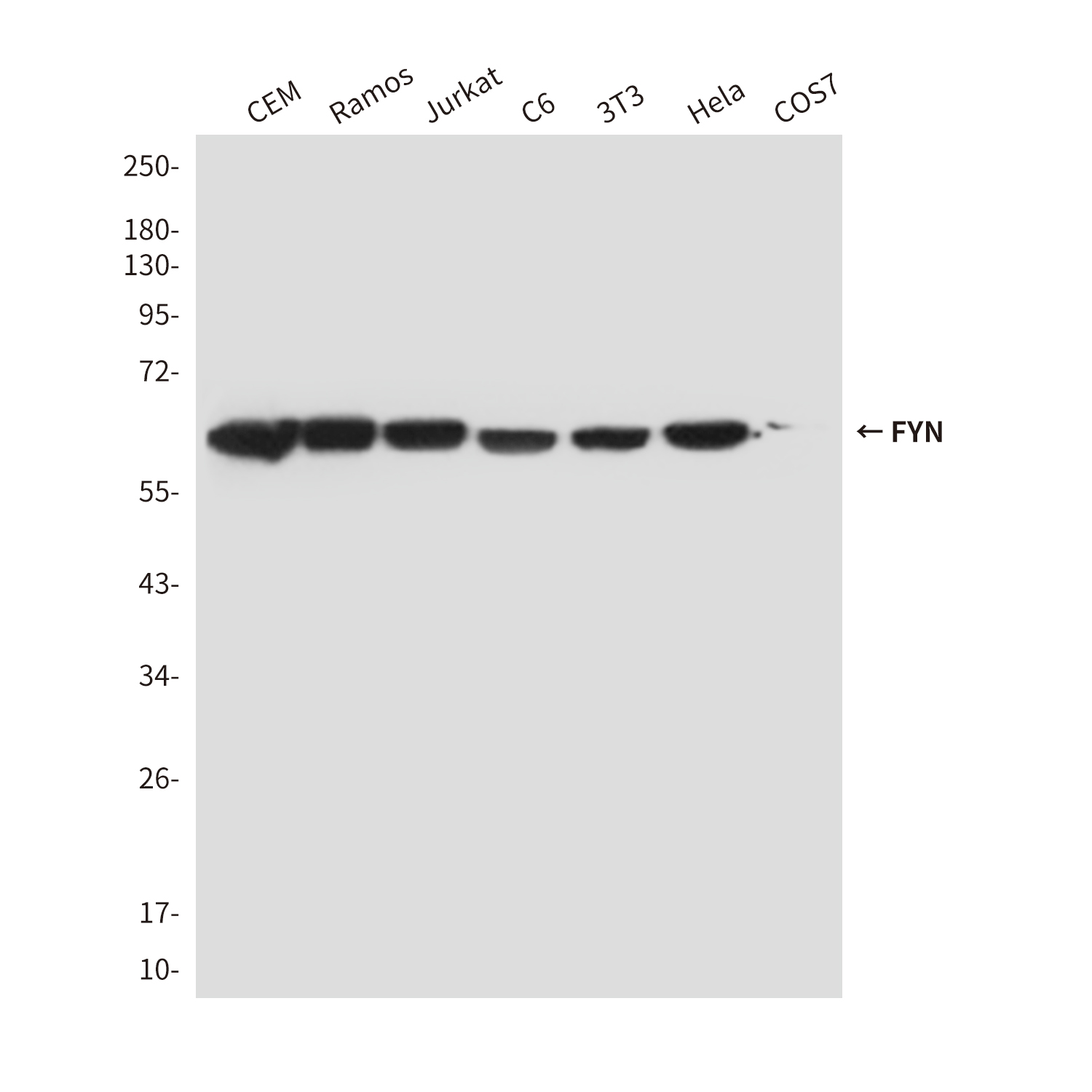Anti-FYN Mouse mAb [53M33M26]