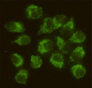 Anti-FYN Mouse mAb [53M33M26]
