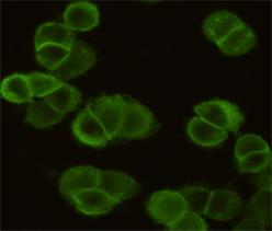 Anti-EGFR Mouse mAb [11K29M56]