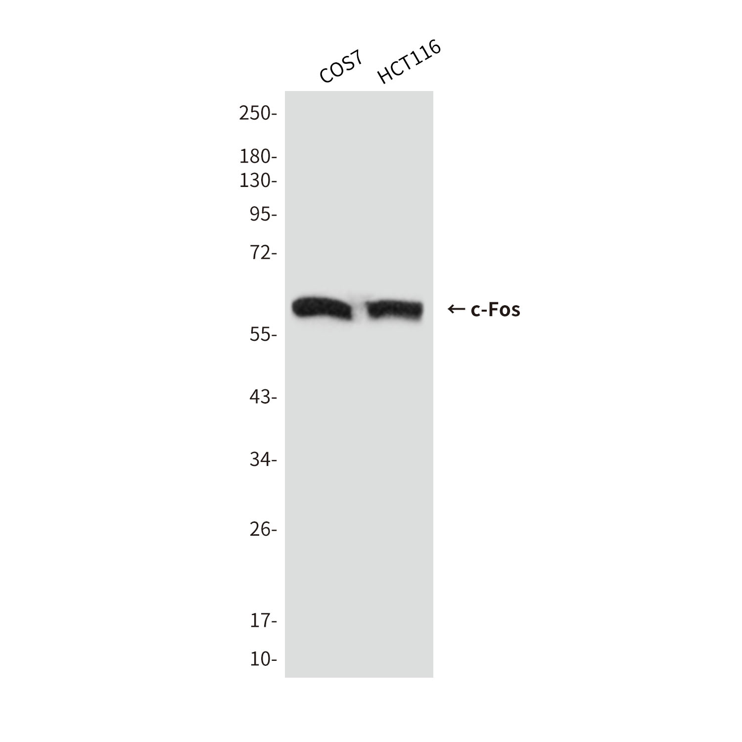 Anti-c-Fos Mouse mAb [29L46M41]