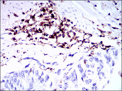 Anti-CD45 Mouse mAb [85L19L06]