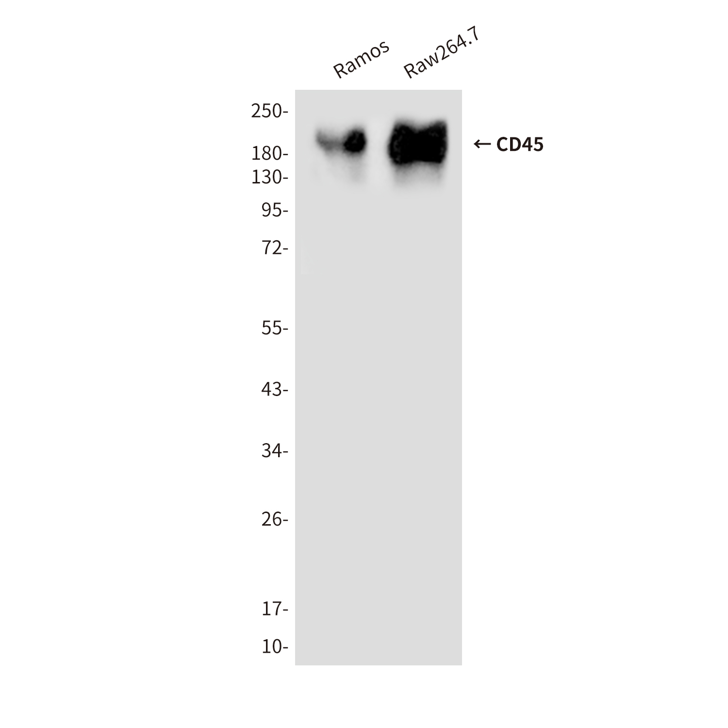 Anti-CD45 Mouse mAb [85L19L06]