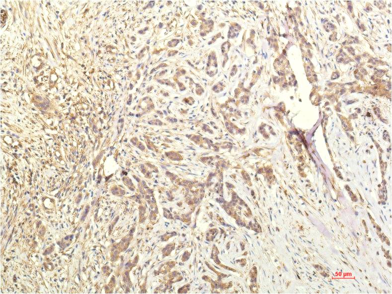Anti-STAT1 Mouse mAb [87L97M11]