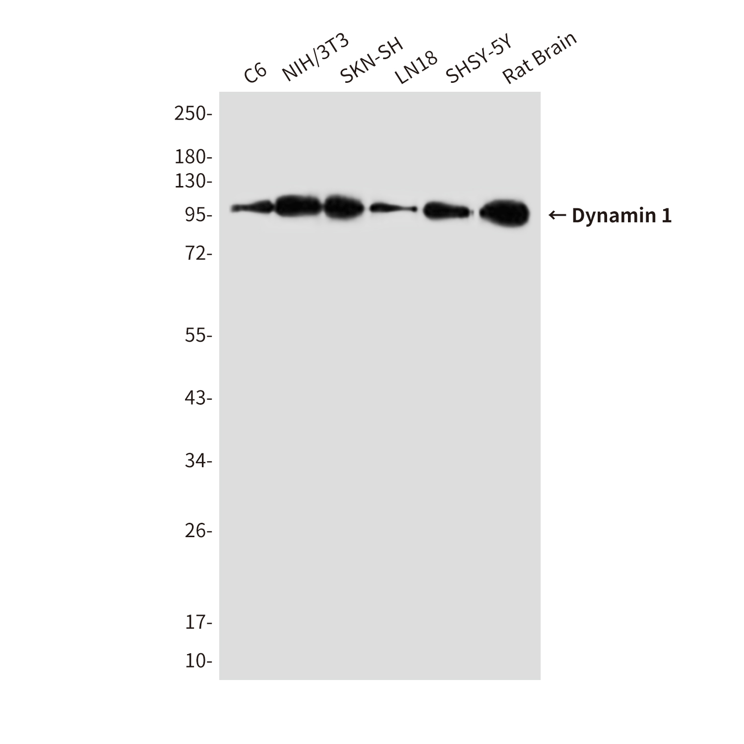 Anti-Dynamin 1 Mouse mAb [78M29M78]