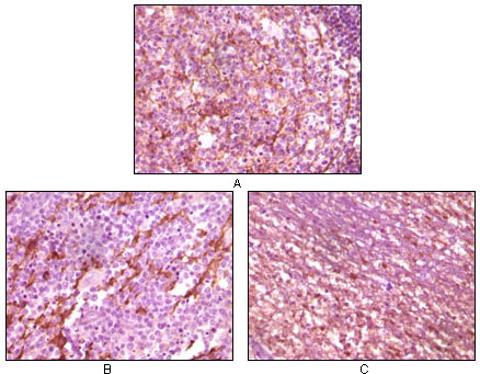 Anti-Dynamin 1 Mouse mAb [78M29M78]