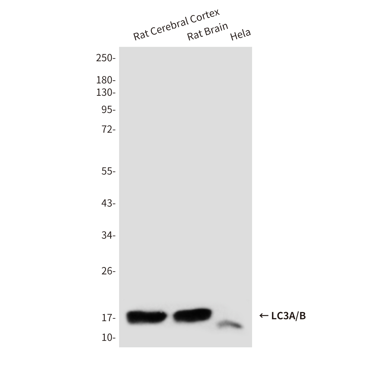 Anti-LC3A/B Mouse mAb [20K42M23]