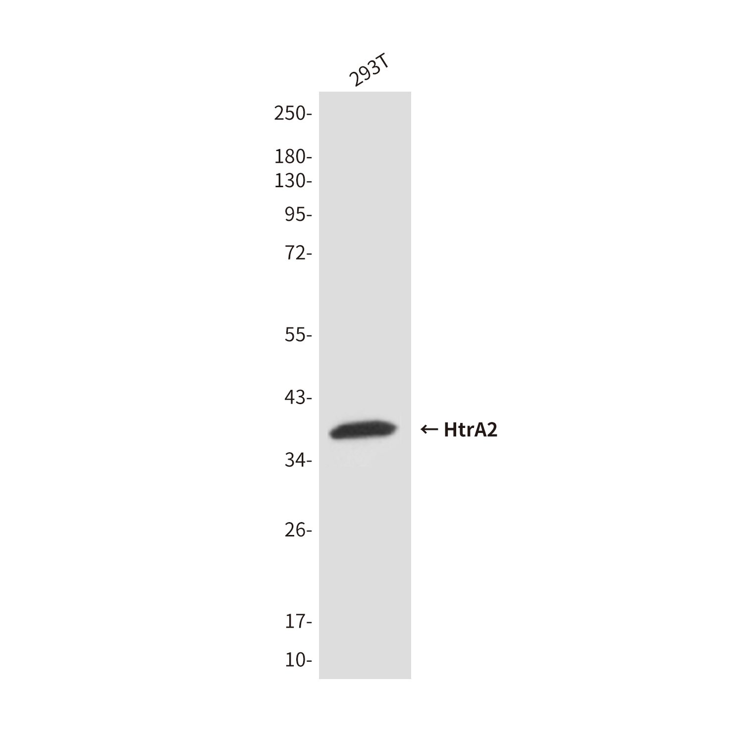Anti-HtrA2 Mouse mAb [49M68M37]