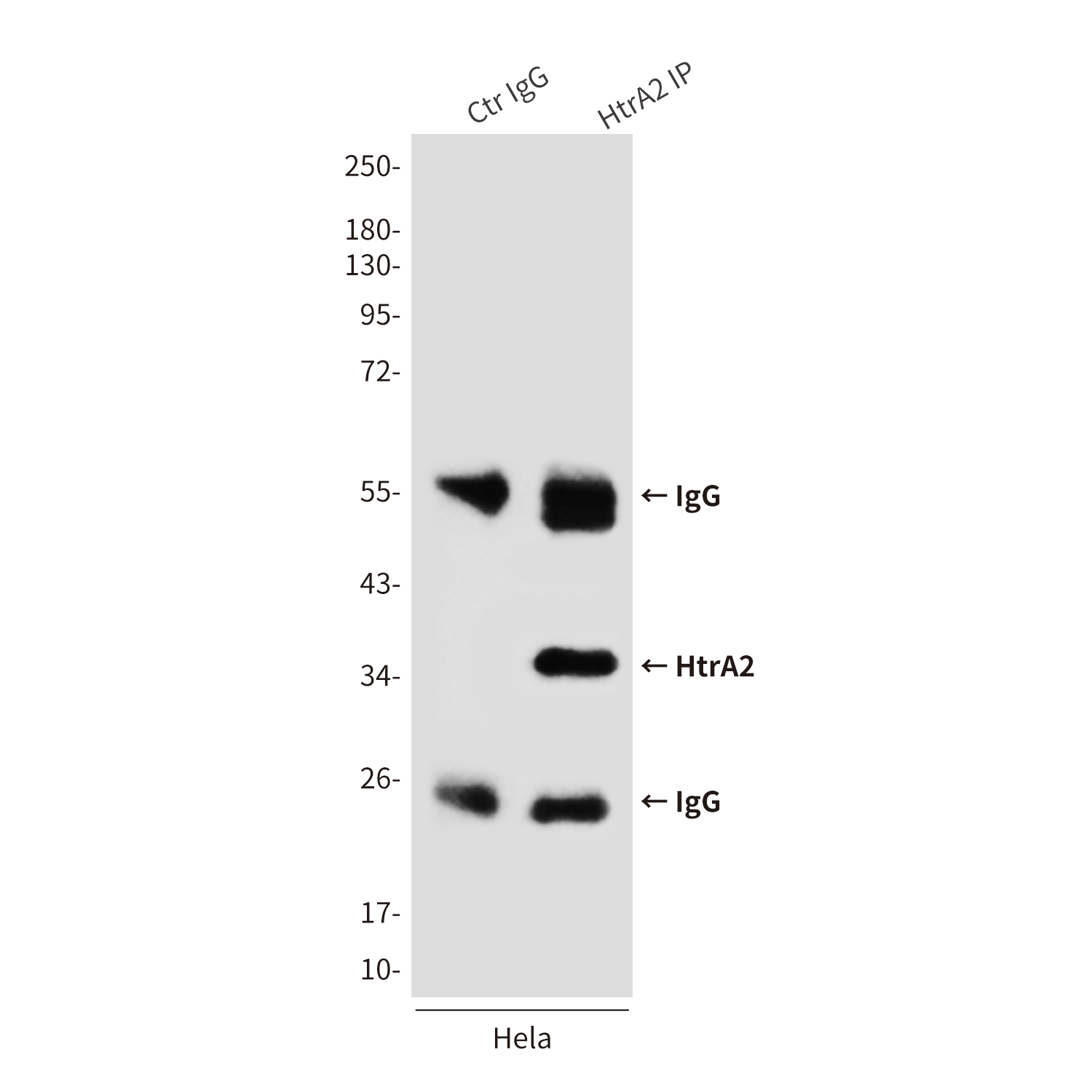Anti-HtrA2 Mouse mAb [49M68M37]