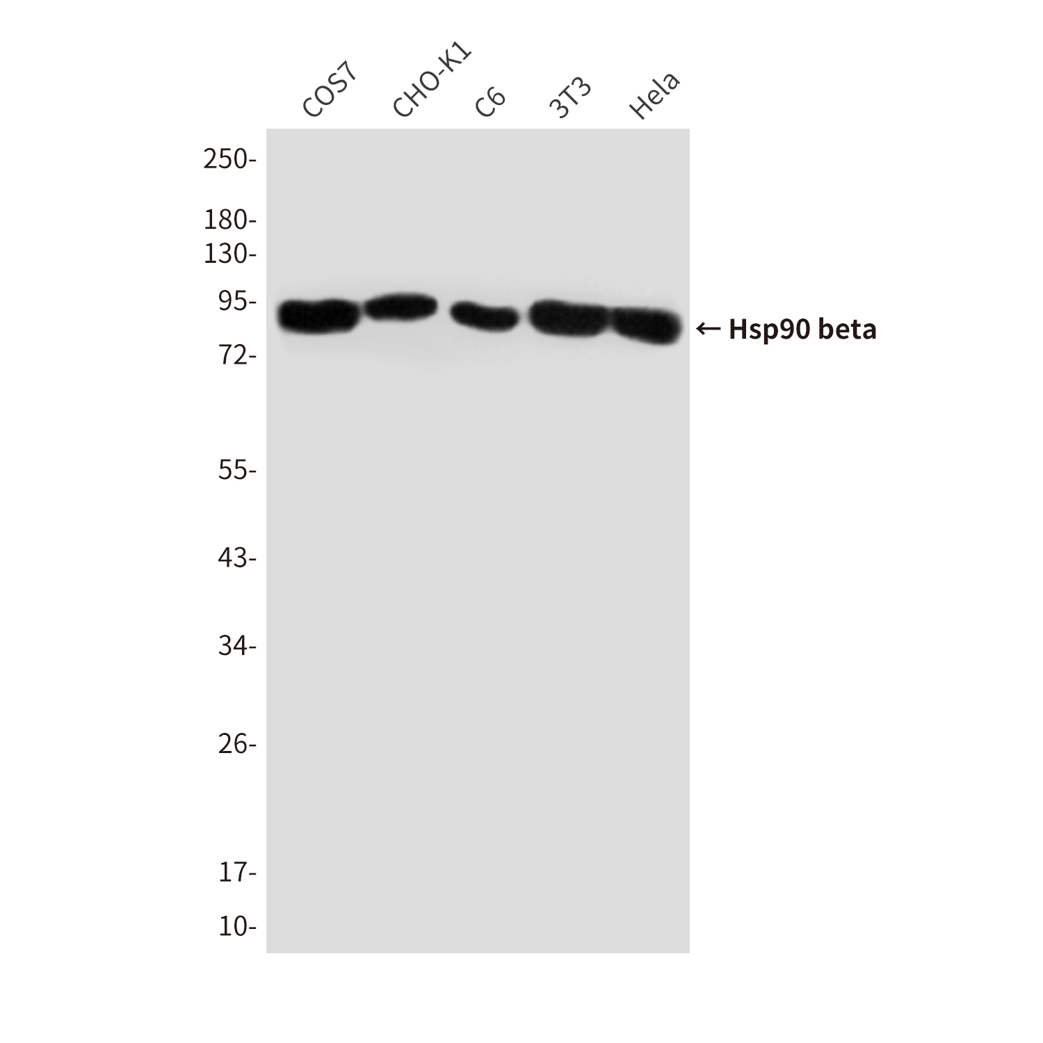 Anti-Hsp90 beta Mouse mAb [70L71L65]