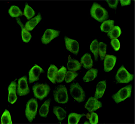 Anti-Hsp90 beta Mouse mAb [70L71L65]