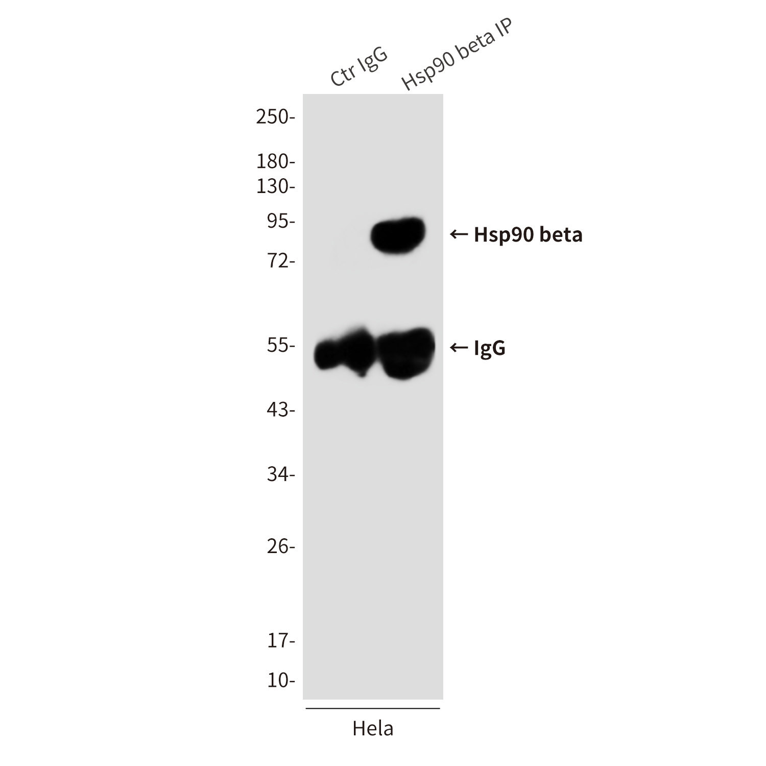 Anti-Hsp90 beta Mouse mAb [70L71L65]
