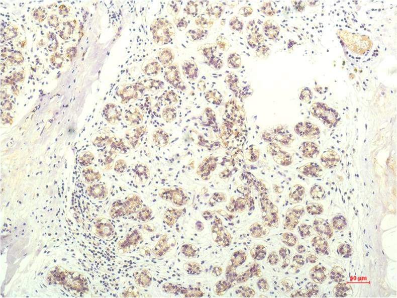 Anti-STAT1 Mouse mAb [40L88L92]