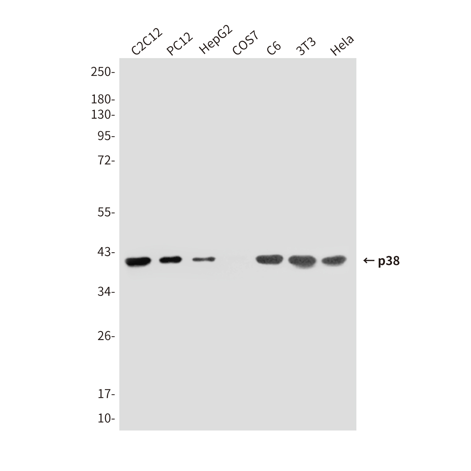 Anti-p38 Mouse mAb [49L88L43]
