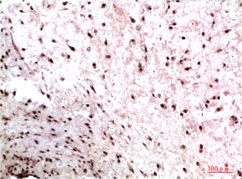 Anti-HP1 gamma Mouse mAb [40K72M72]