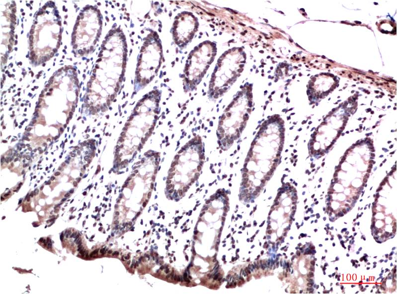 Anti-HP1 gamma Mouse mAb [40K72M72]