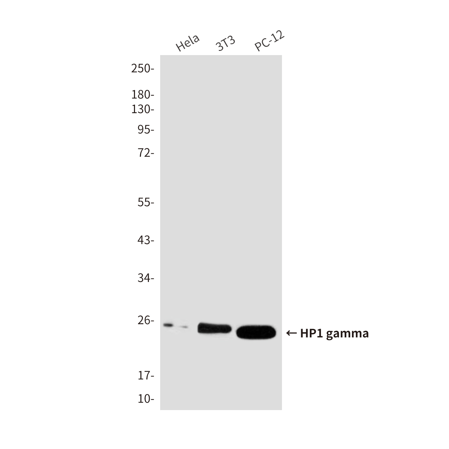 Anti-HP1 gamma Mouse mAb [40K72M72]