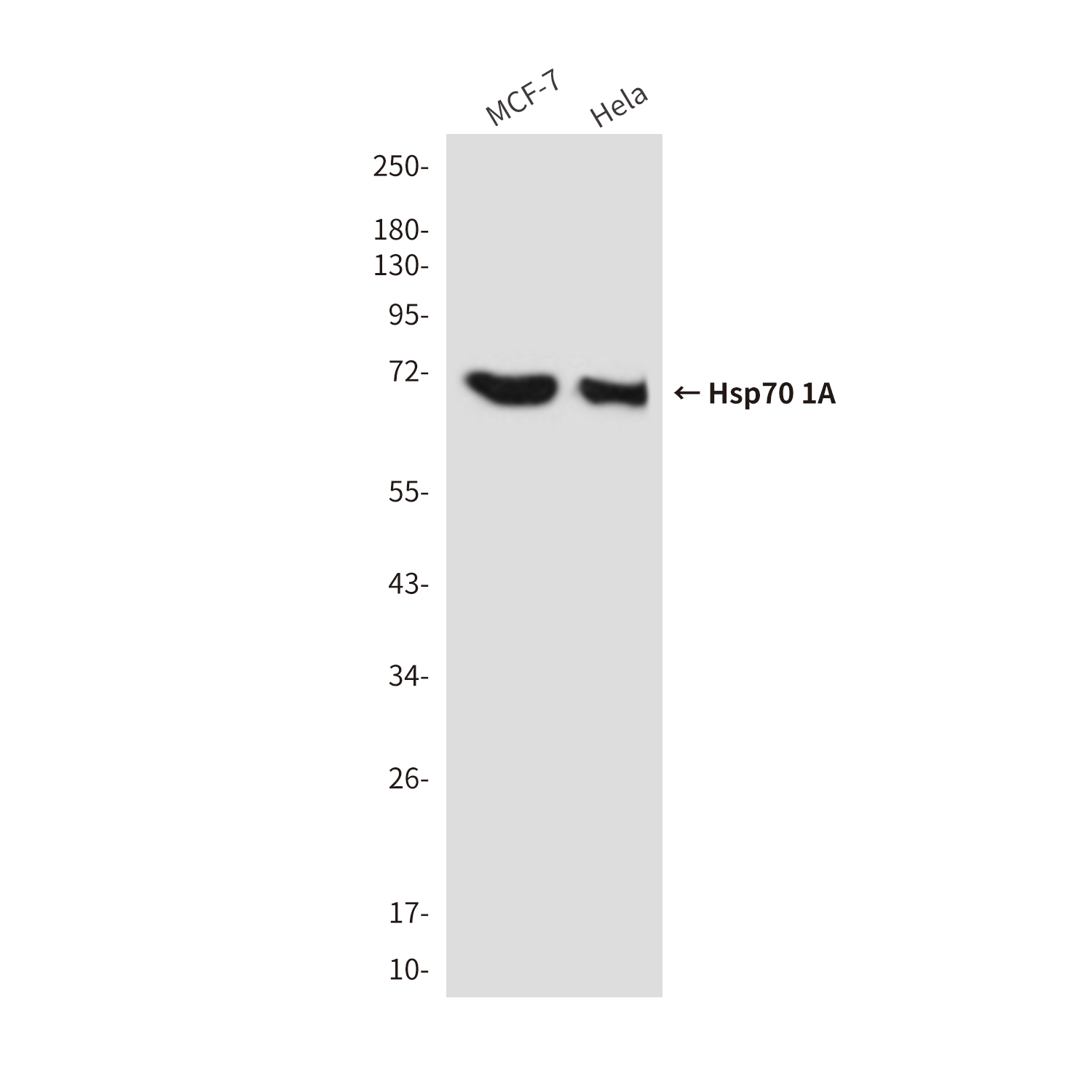 Anti-Hsp70 1A Mouse mAb [63L71L52]