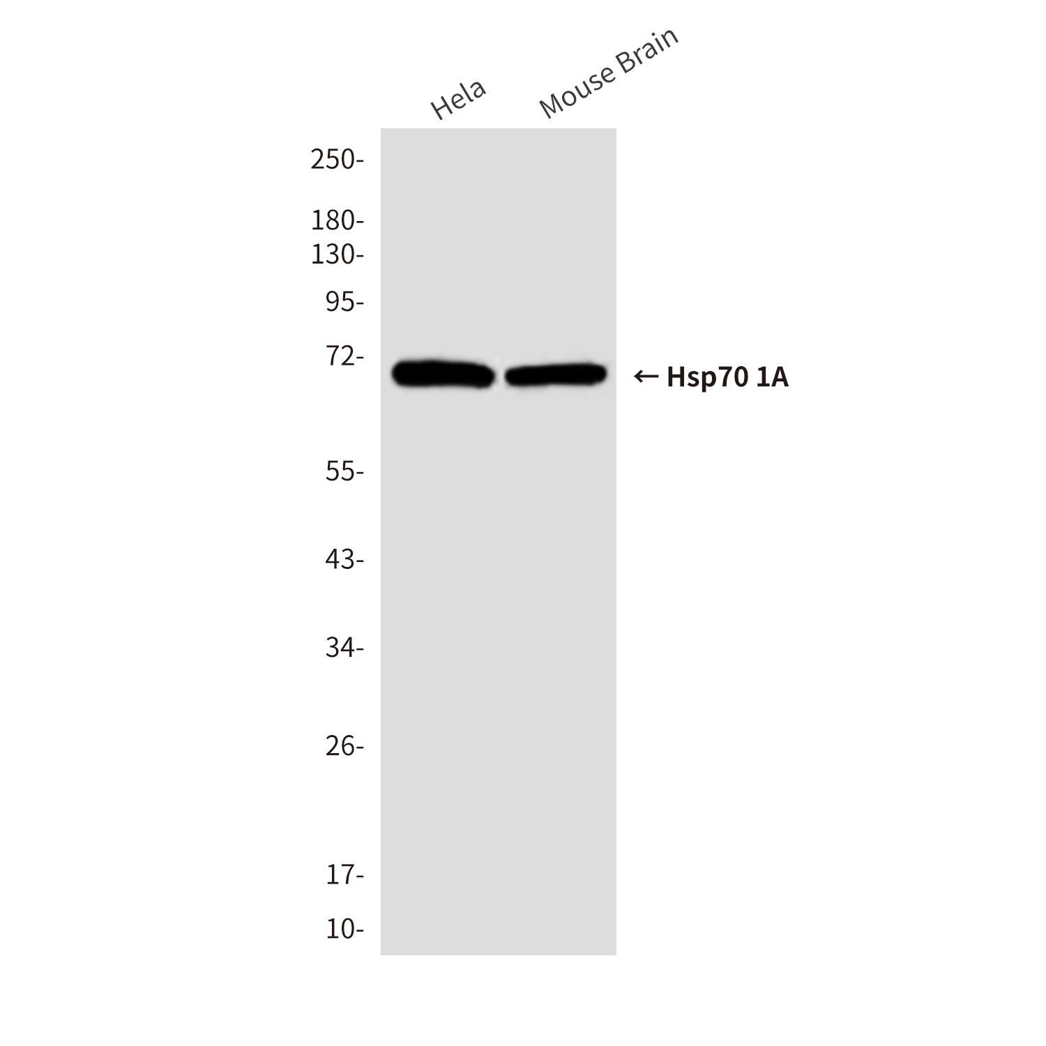 Anti-Hsp70 1A Mouse mAb [63L71L52]