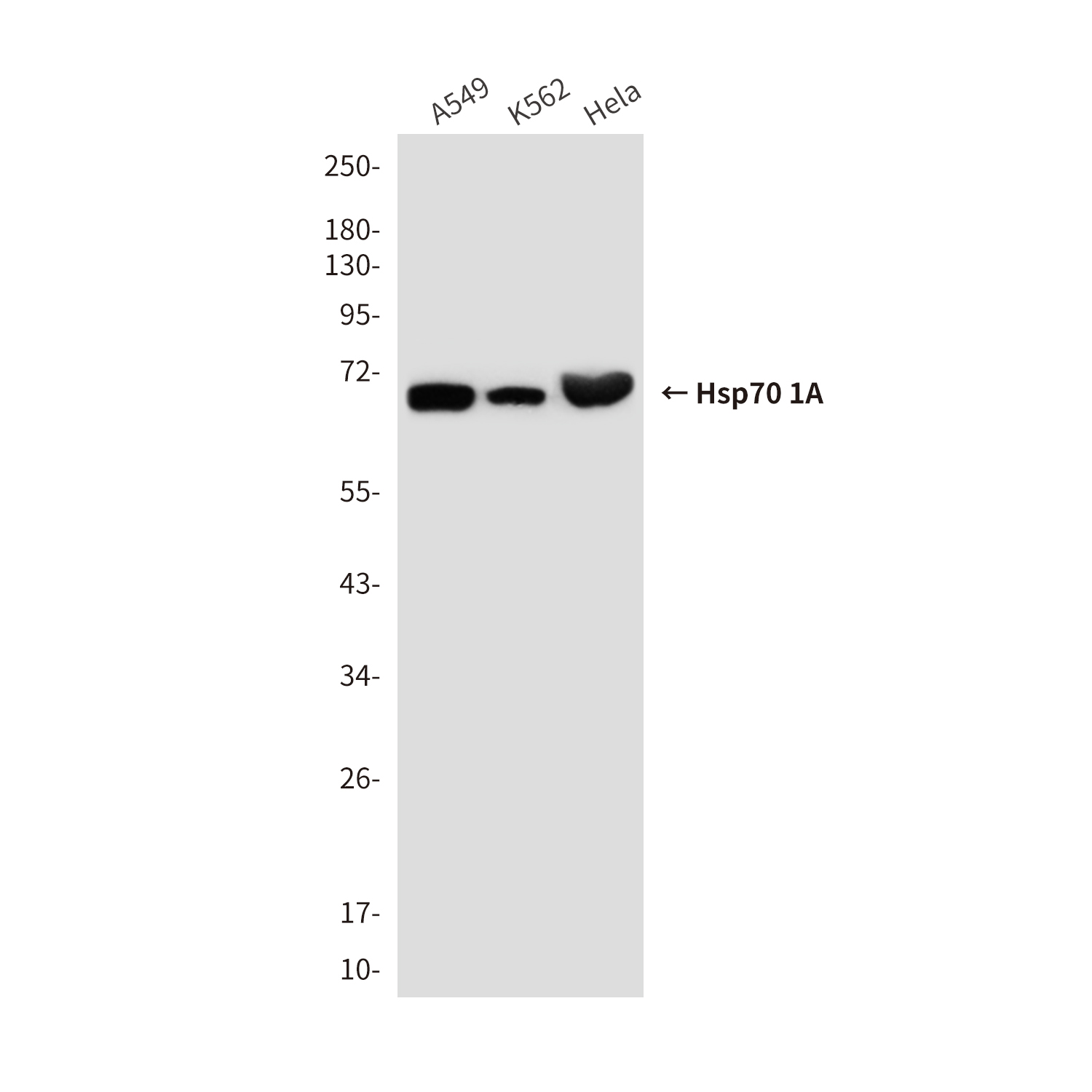 Anti-Hsp70 1A Mouse mAb [63L71L52]