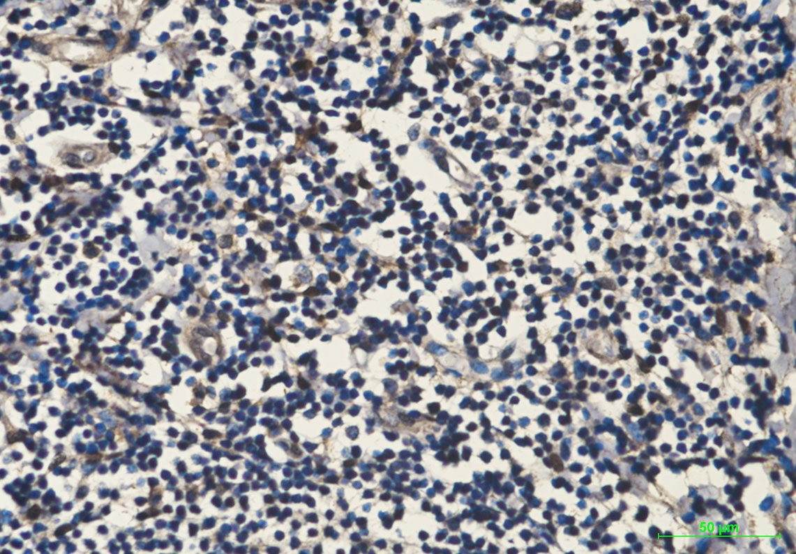 Anti-Hsp70 1A Mouse mAb [63L71L52]