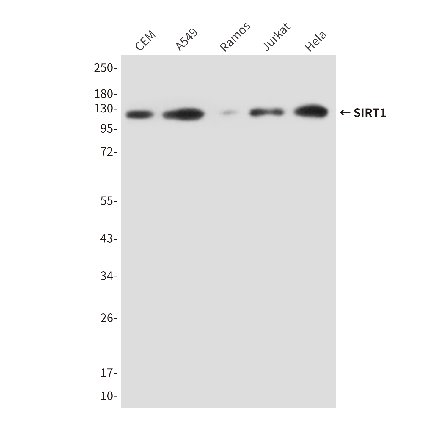 Anti-SIRT1 Mouse mAb [19M55L78]