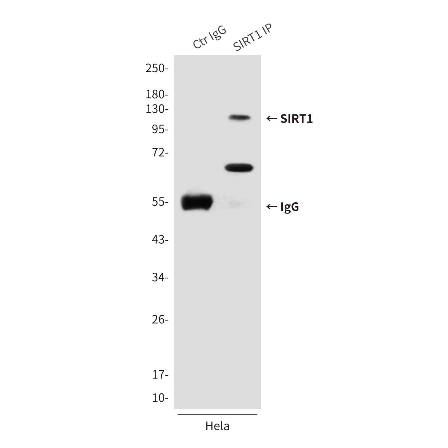 Anti-SIRT1 Mouse mAb [19M55L78]