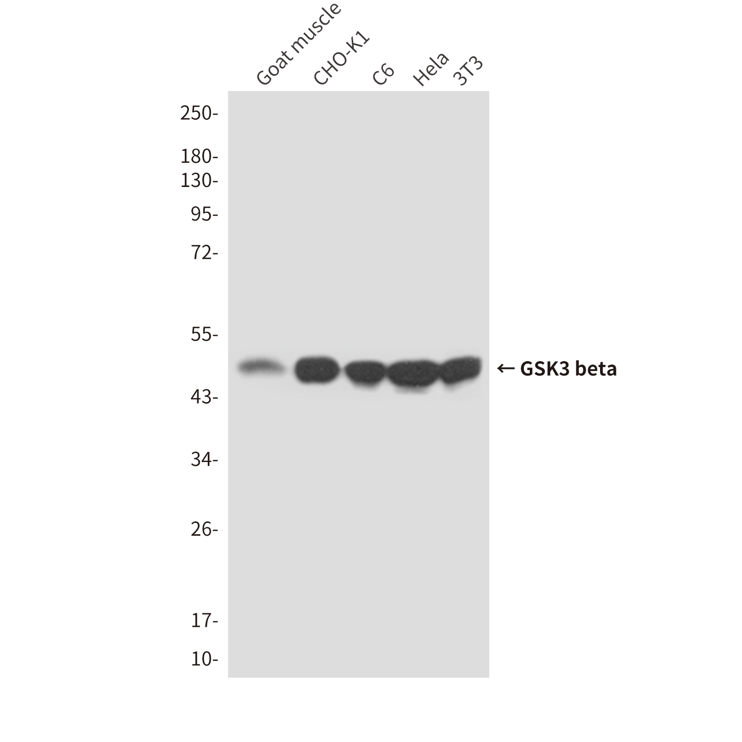 Anti-GSK3 beta Mouse mAb [69M55K79]