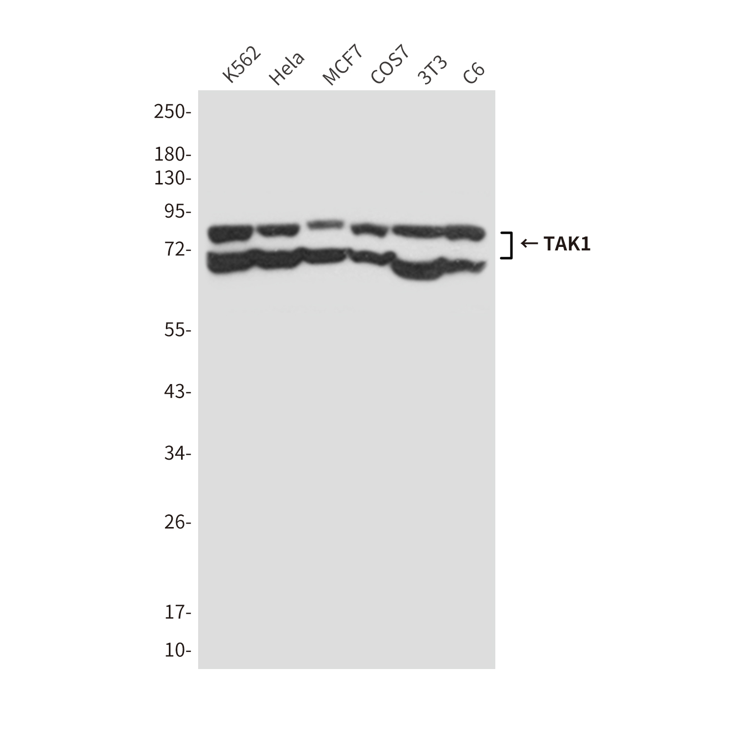Anti-TAK1 Mouse mAb [34K80L42]