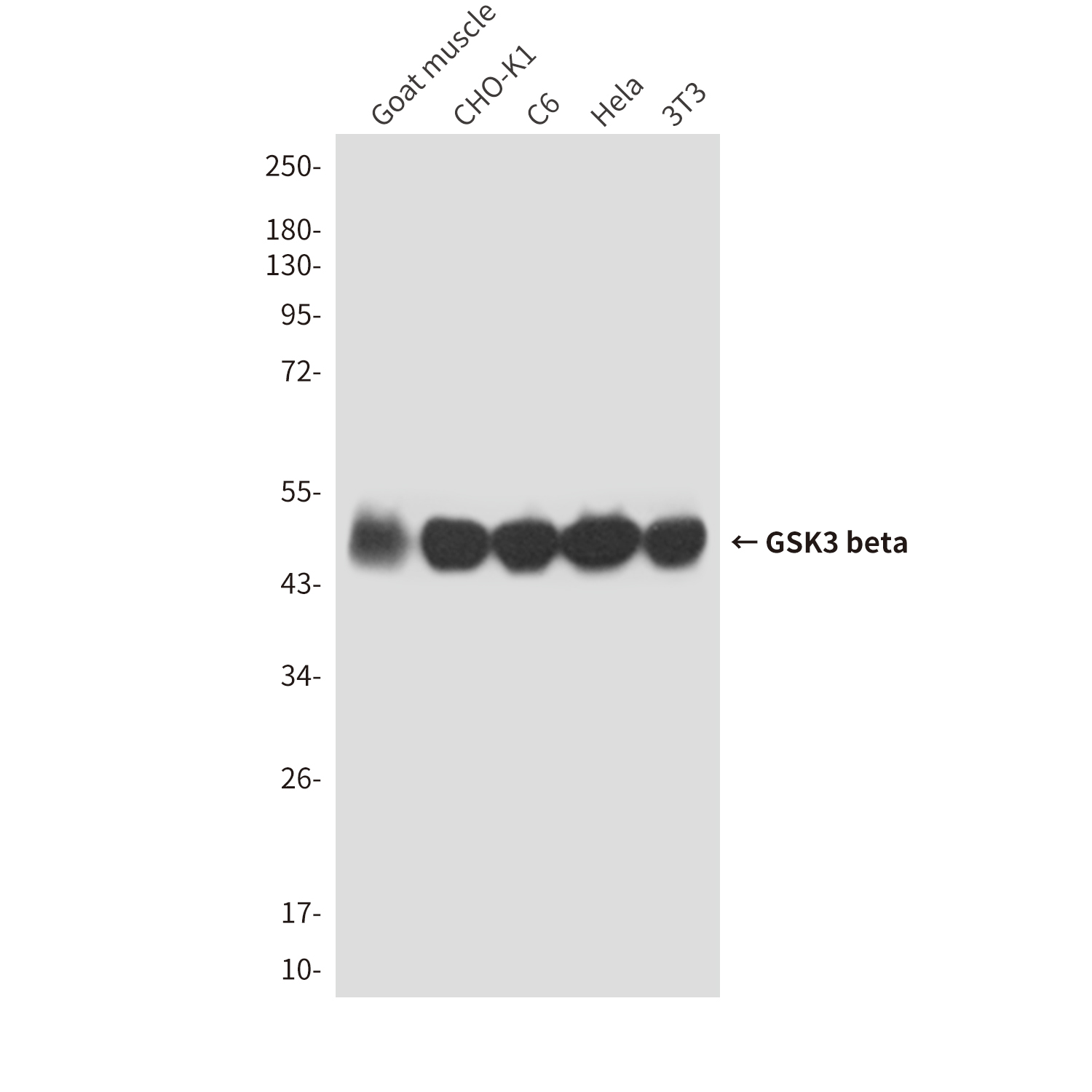 Anti-GSK3 beta Mouse mAb [82L95K12]