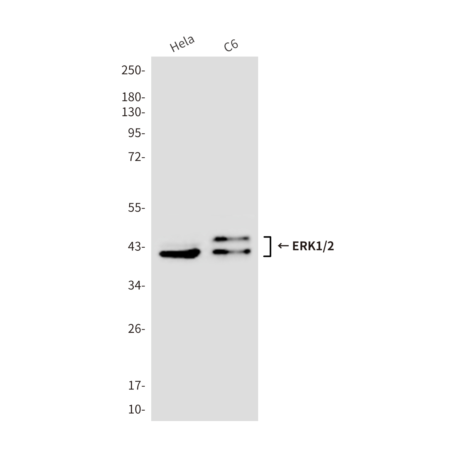 Anti-ERK1/2 Mouse mAb [27K91K62]