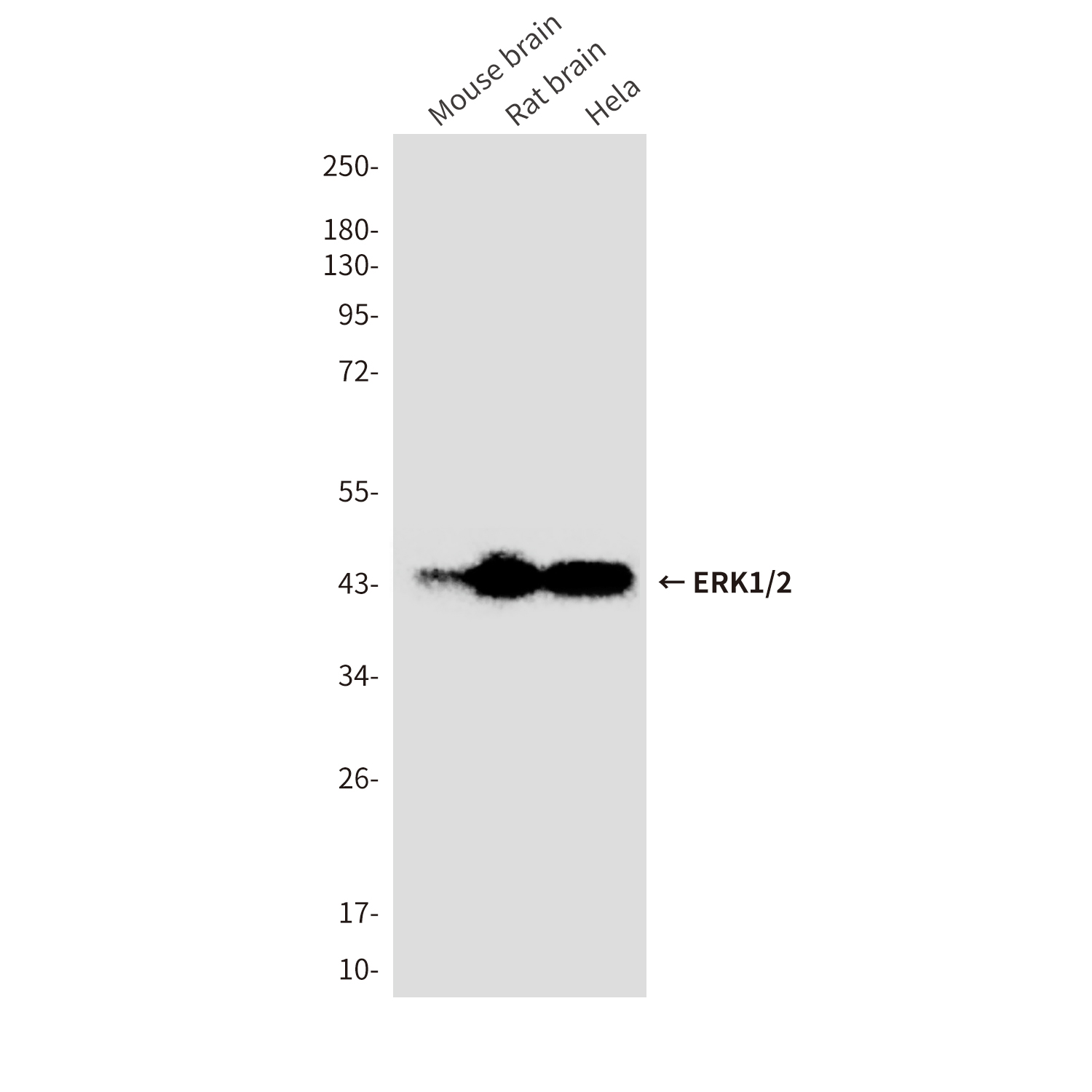 Anti-ERK1/2 Mouse mAb [27K91K62]