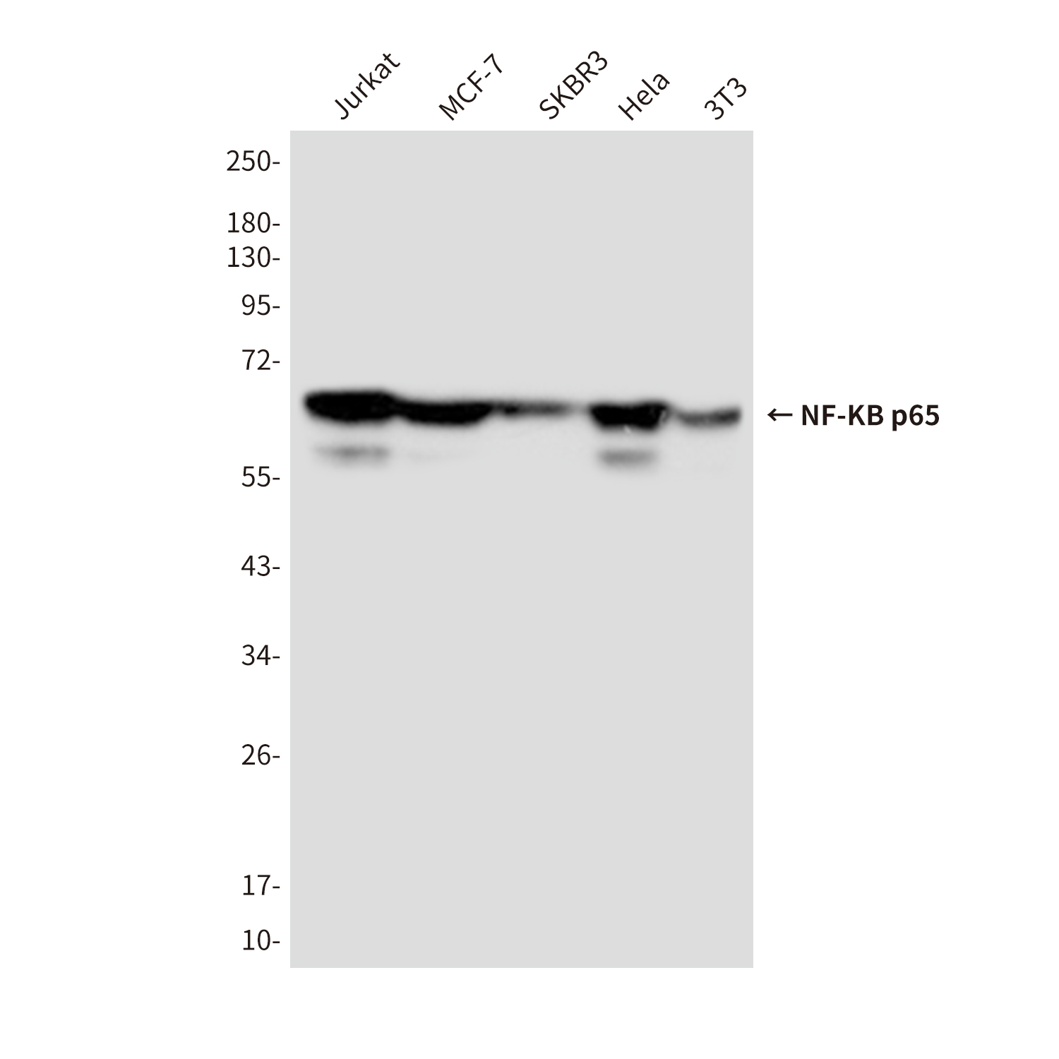 Anti-NF-KB p65 Mouse mAb [14K34M31]
