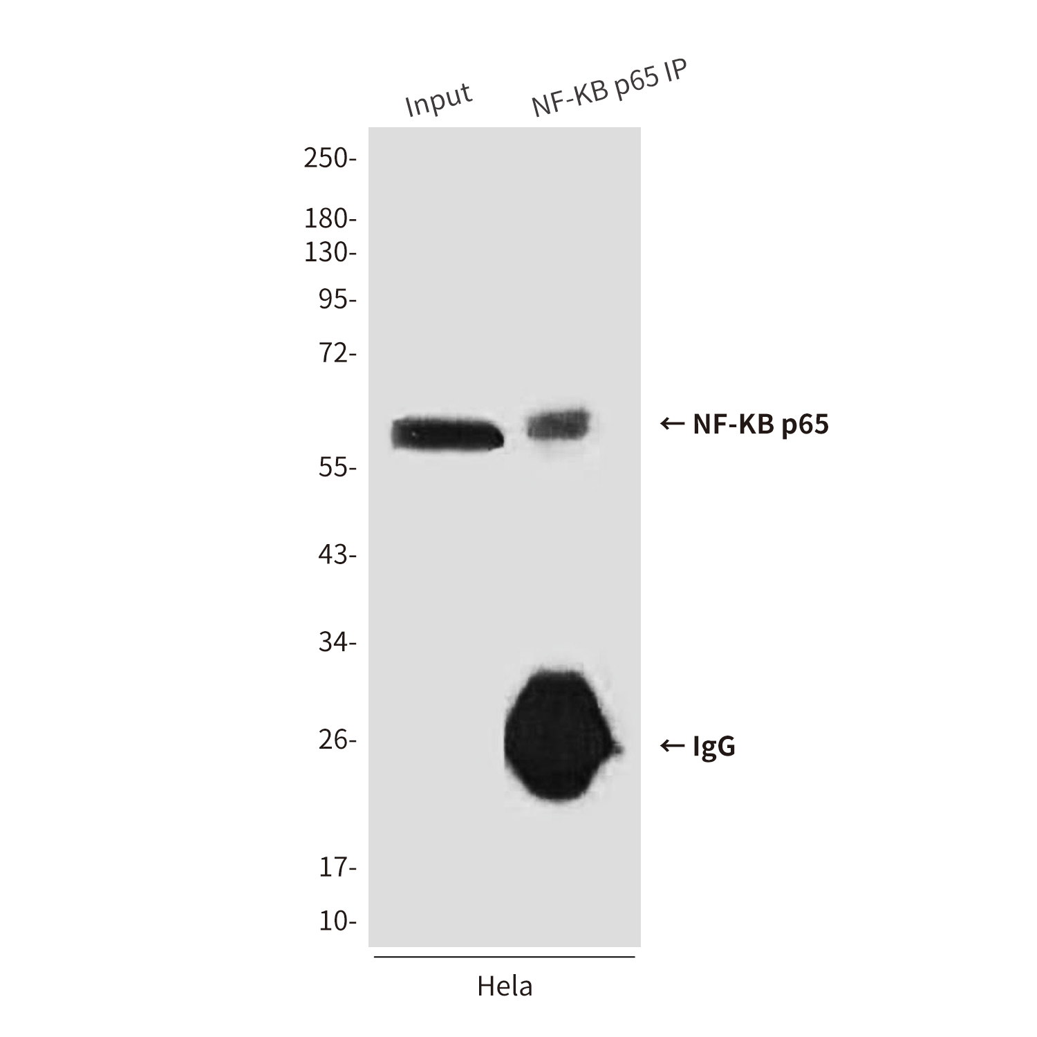 Anti-NF-KB p65 Mouse mAb [14K34M31]