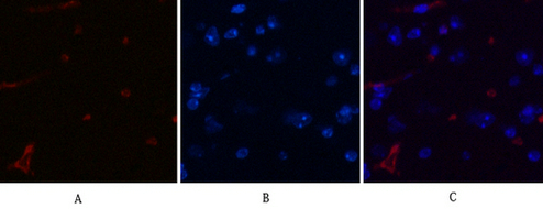 Anti-DDIT3 Mouse mAb [65K42L69]