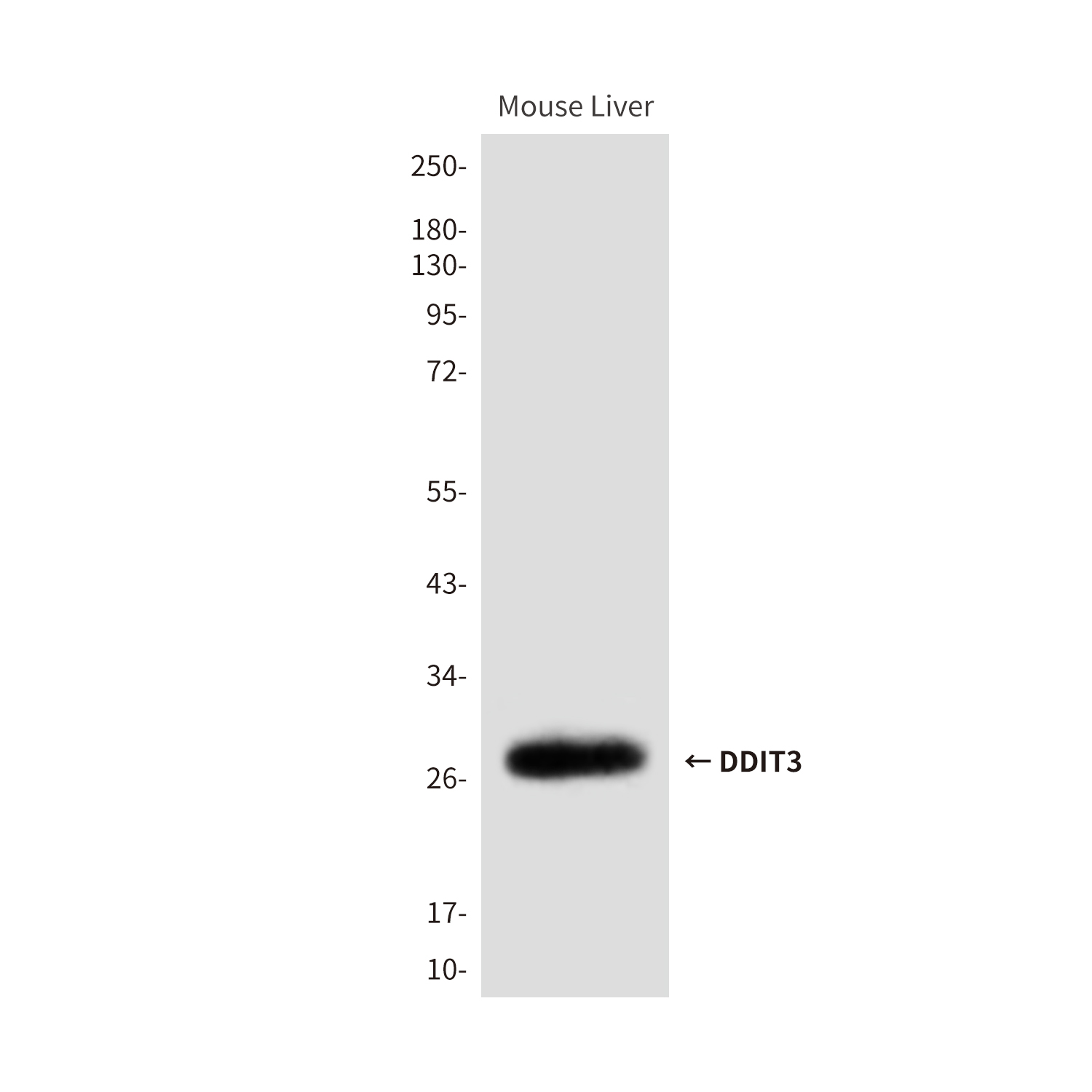 Anti-DDIT3 Mouse mAb [65K42L69]