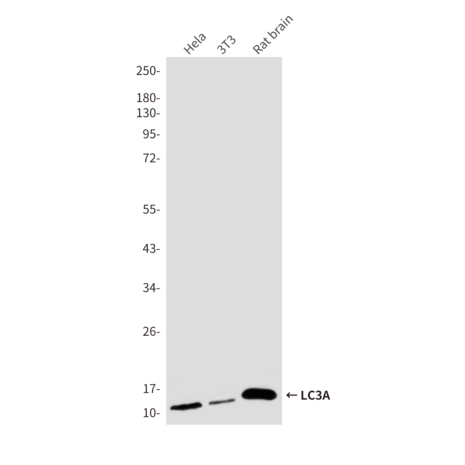 Anti-LC3A Mouse mAb [88K45K84]