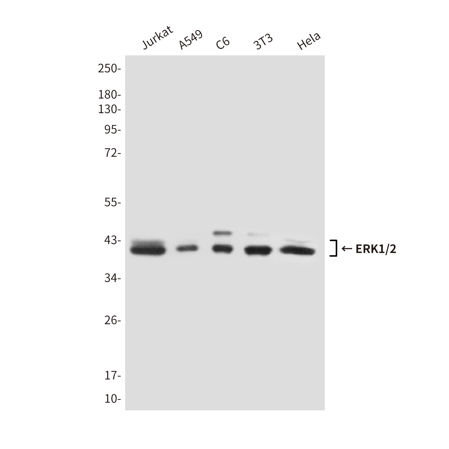 Anti-ERK1/2 Mouse mAb [42M88K57]