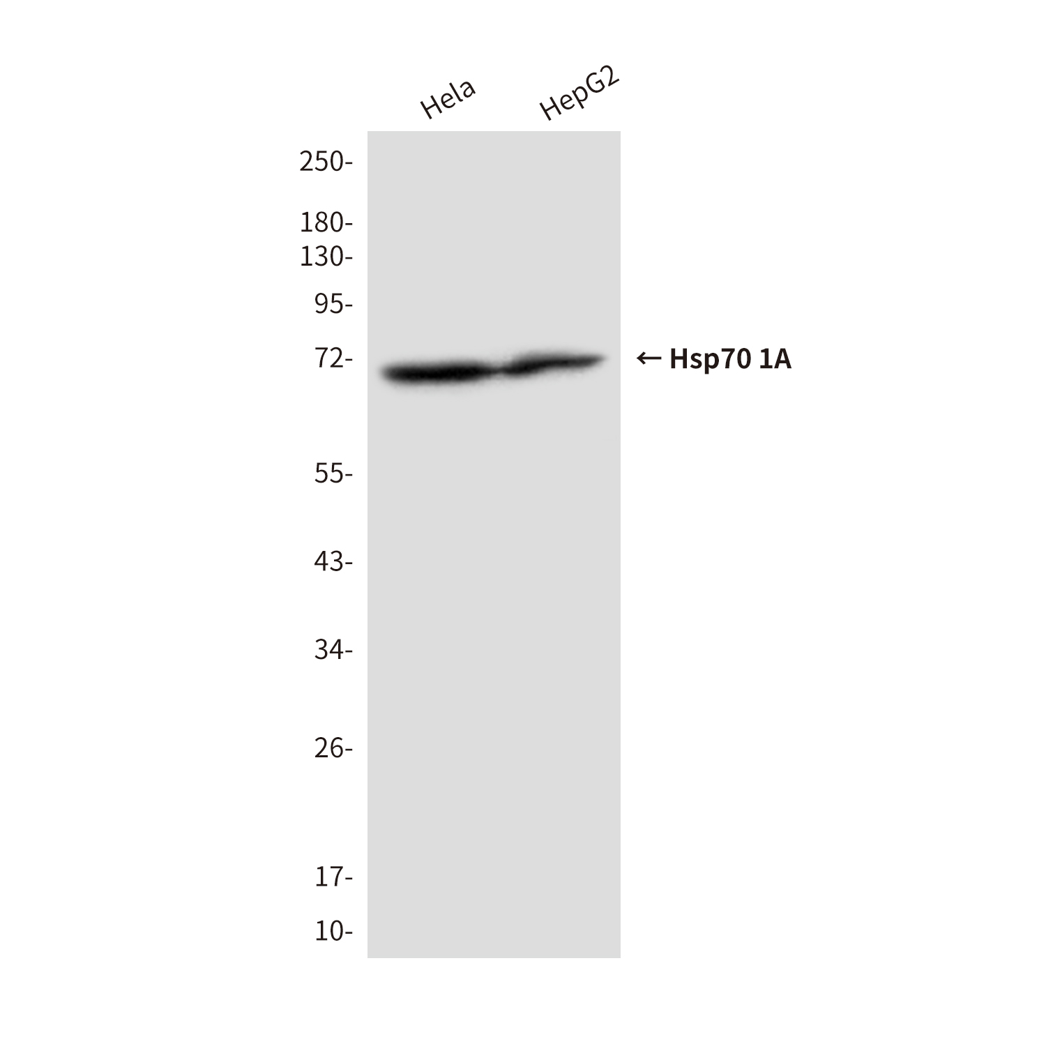 Anti-Hsp70 1A Mouse mAb [25K17L52]