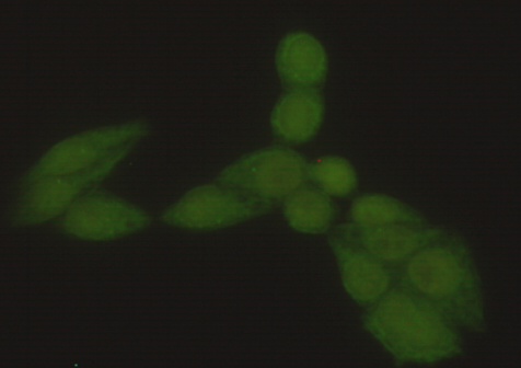 Anti-Hsp70 1A Mouse mAb [25K17L52]