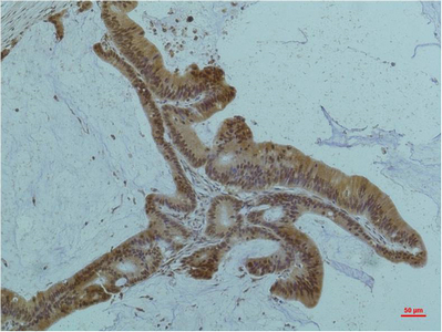 Anti-Smad2/3 Mouse mAb [82L23L50]