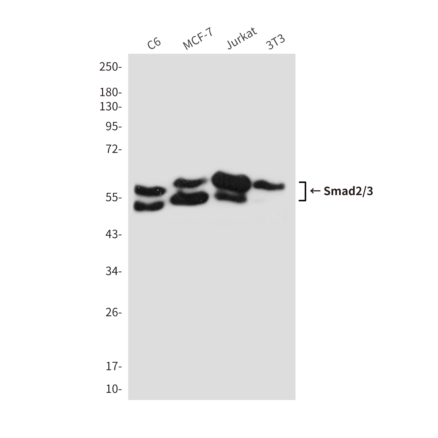 Anti-Smad2/3 Mouse mAb [82L23L50]