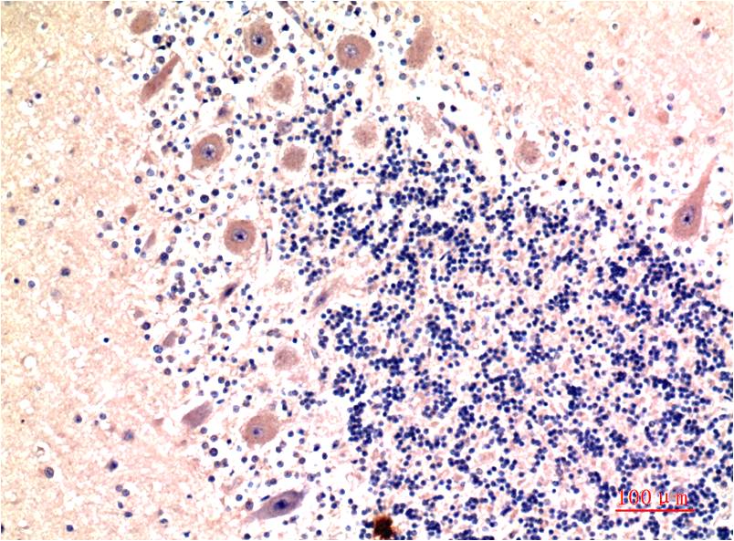 Anti-LC3B Mouse mAb [12L05M35]
