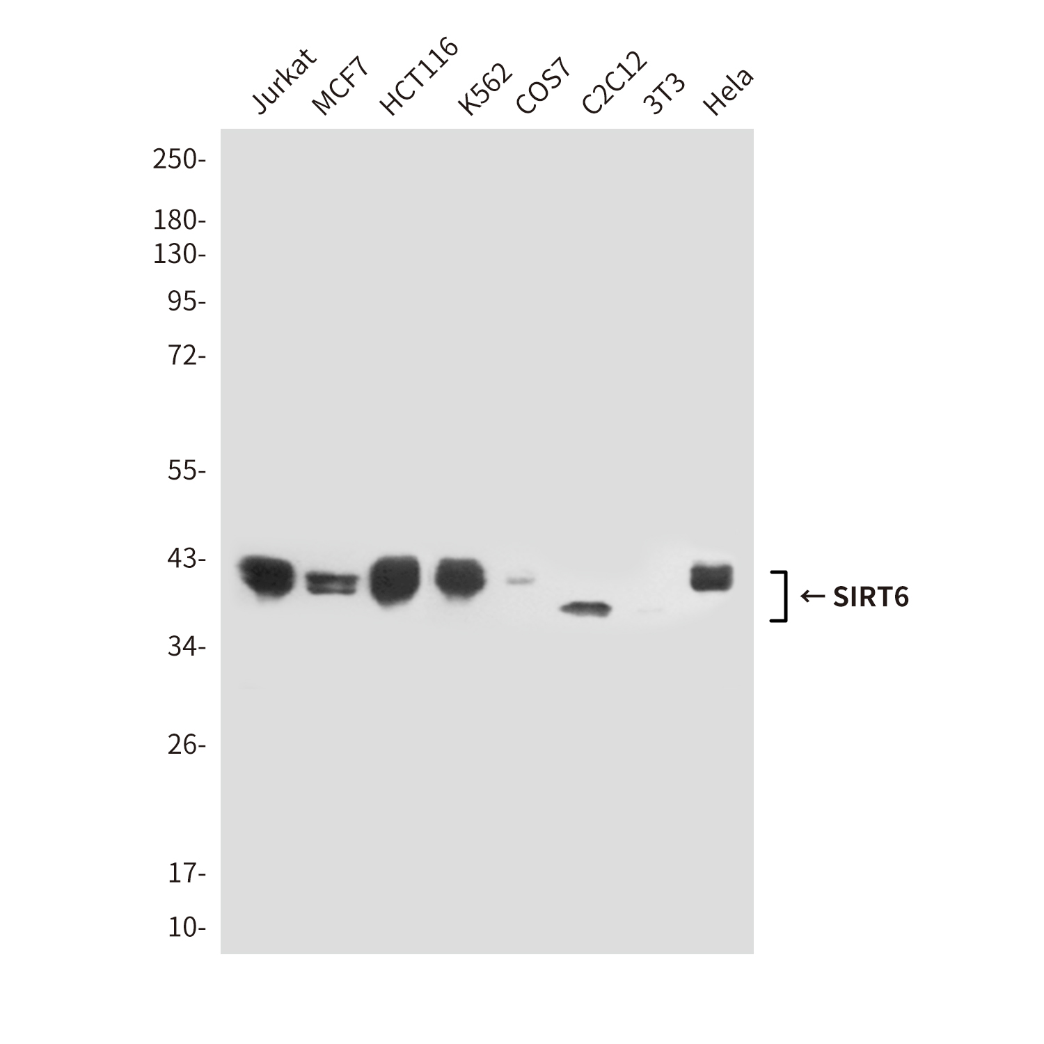 Anti-SIRT6 Mouse mAb [33K17L72]